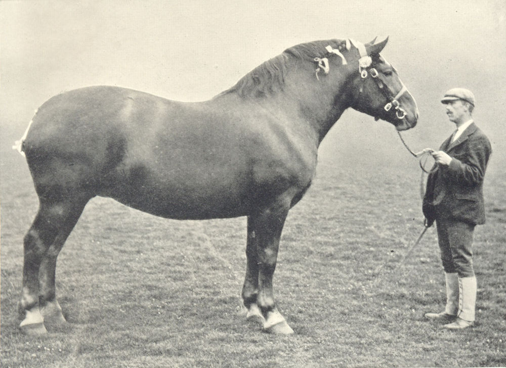 Associate Product HORSES.Suffolk Mare-"Sudbourne Surprise" first prize winner,RASE.show,1907 1912