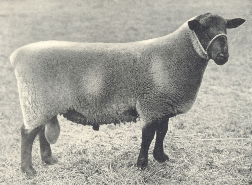 Associate Product SHEEP. Suffolk Shearling Ram first at RASE. show, 1910 1912 old antique print