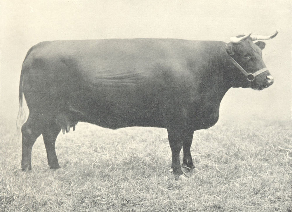 Associate Product CATTLE. Sussex Cow "Gaiety Girl" first & Champion, RASE shows 1903-4 1912