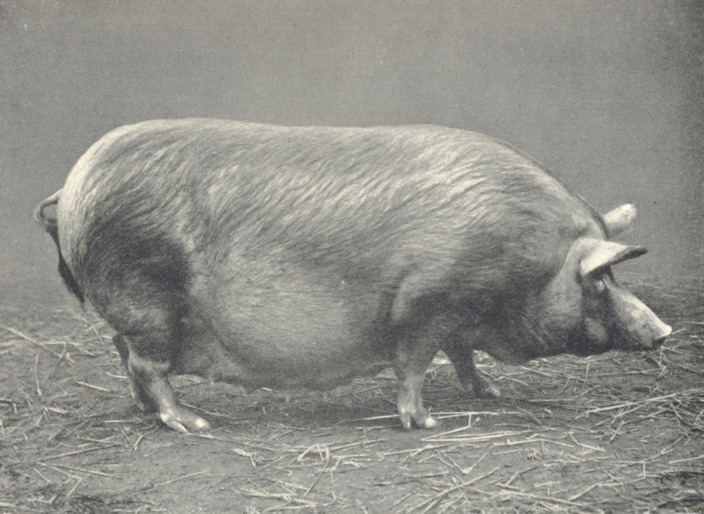 Associate Product PIGS. Tamworth Sow-"Constance" first Champion, RASE. shows, 1909 1910 1912