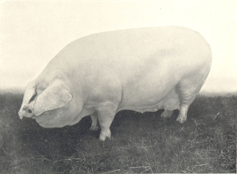 Associate Product ULSTER LARGE WHITE SOW. "Becky of Belmount", show prizewinner 1911 1912 print