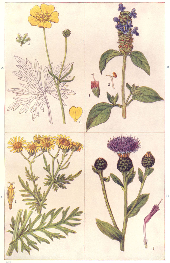 Associate Product COMMON WEEDS. Upright Buttercup; Self Heal; Ragweed; Knapweed 1912 old print