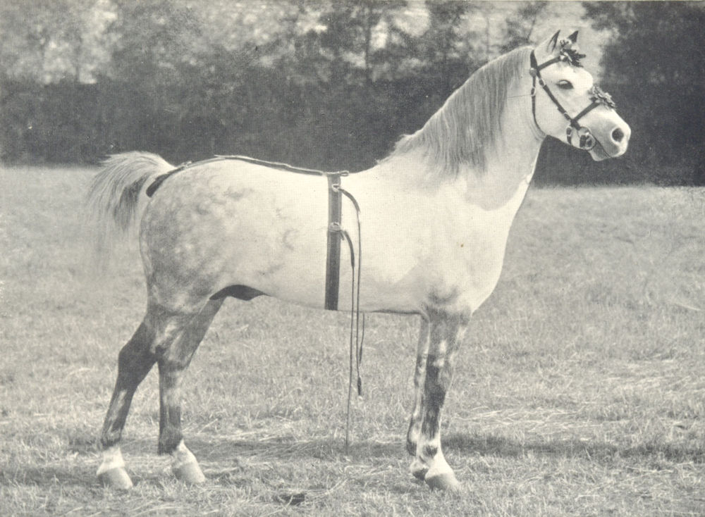 Associate Product HORSES. Welsh Pony Stallion-"Shooting Star" prize Silver Medal, show, 1910 1912