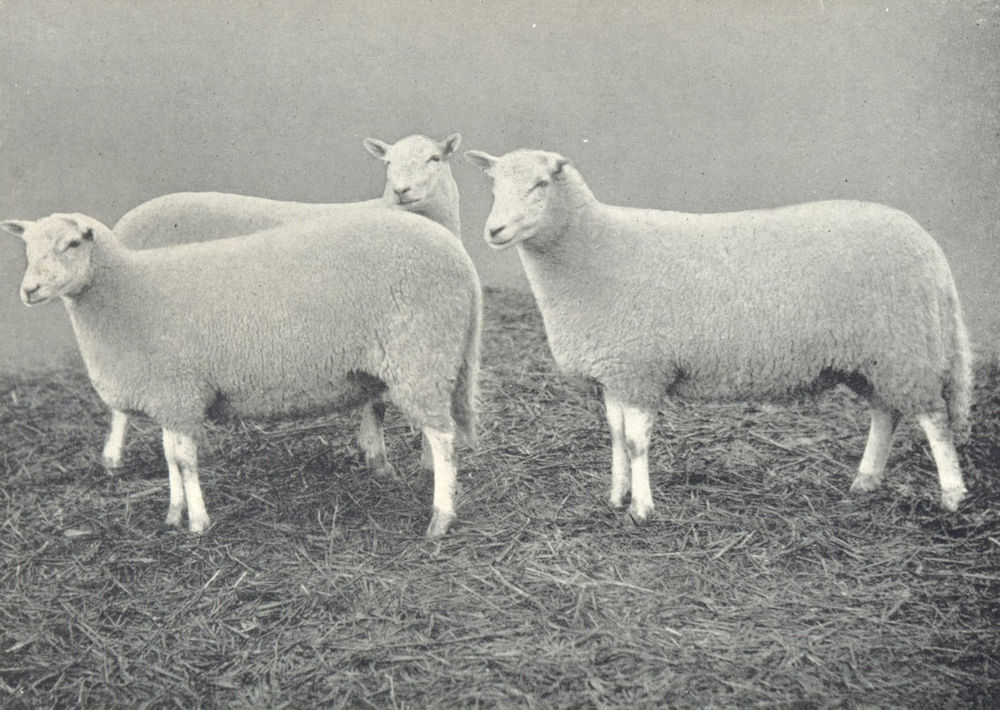 Associate Product SHEEP. Welsh Mountain Yearling Ewes first at RASE show, 1910 1912 old print