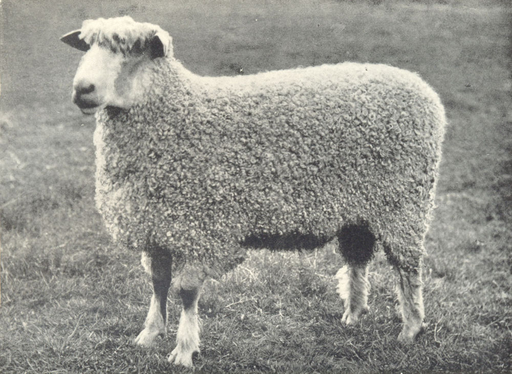 Associate Product SHEEP. Wensleydale Two-Shear Ram-"Royal Gloucester" first RASE. show, 1910 1912