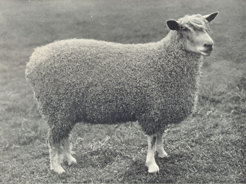 Associate Product SHEEP. Wensleydale Shearling Ewe One of first prize pen at RASE. show, 1910 1912