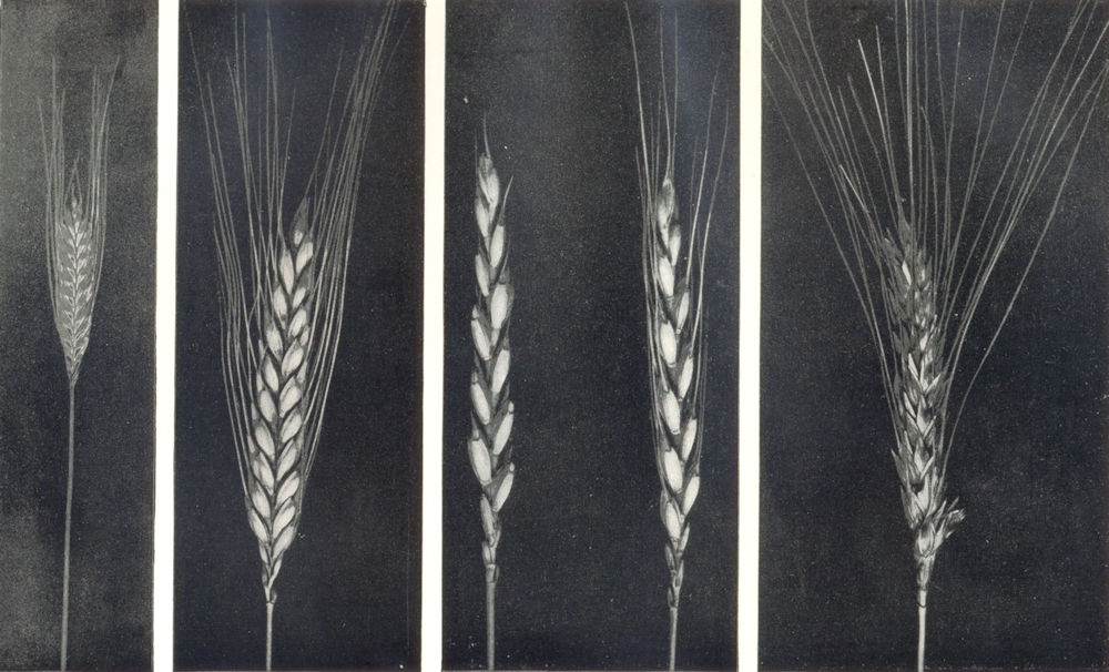 Associate Product WHEAT.Small Spelt.Einkorn;Emmer;Cmn Spelt Wheats.Dinkel;Macaroni Wheat 1912