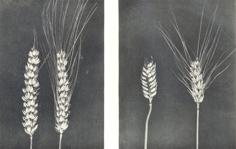 WHEAT. Rivet or Cone Wheats; Dwarf or Club Wheats 1912 old antique print