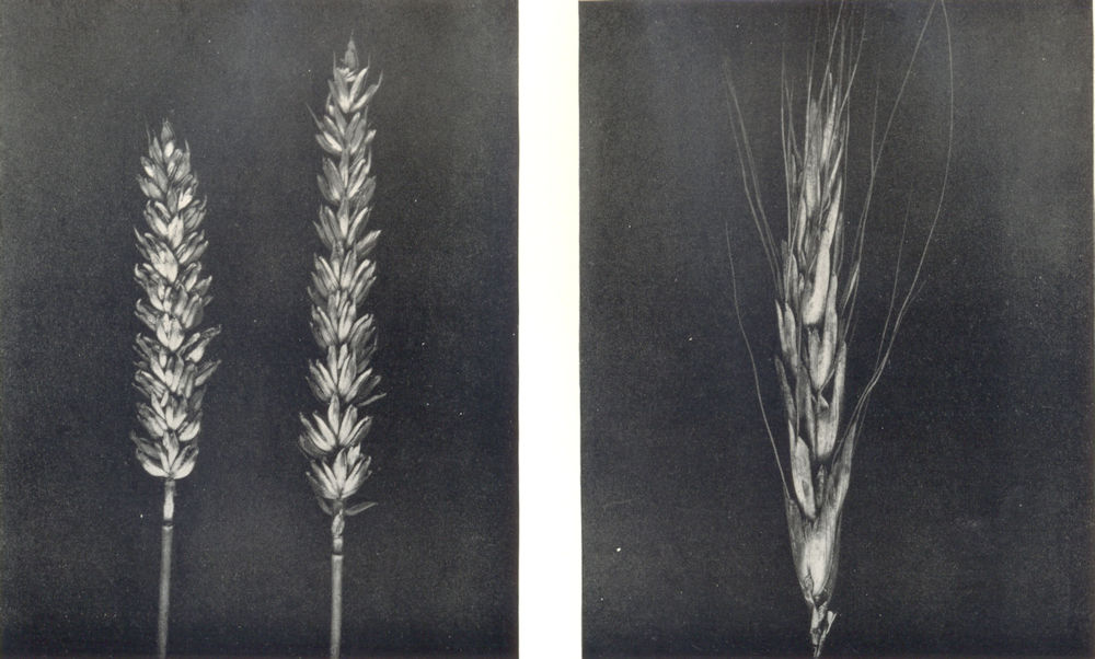 Associate Product WHEAT.Cmn Wheat(Triticum vulgare,VIII);Polish Wheat(Triticum Polonicum,L) 1912