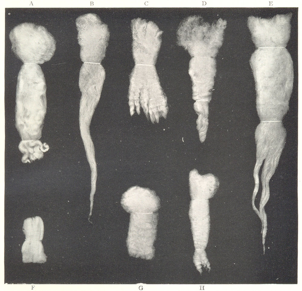 Associate Product WOOL. Staples of Different classes of wool; Cloths made from wool 1912 print