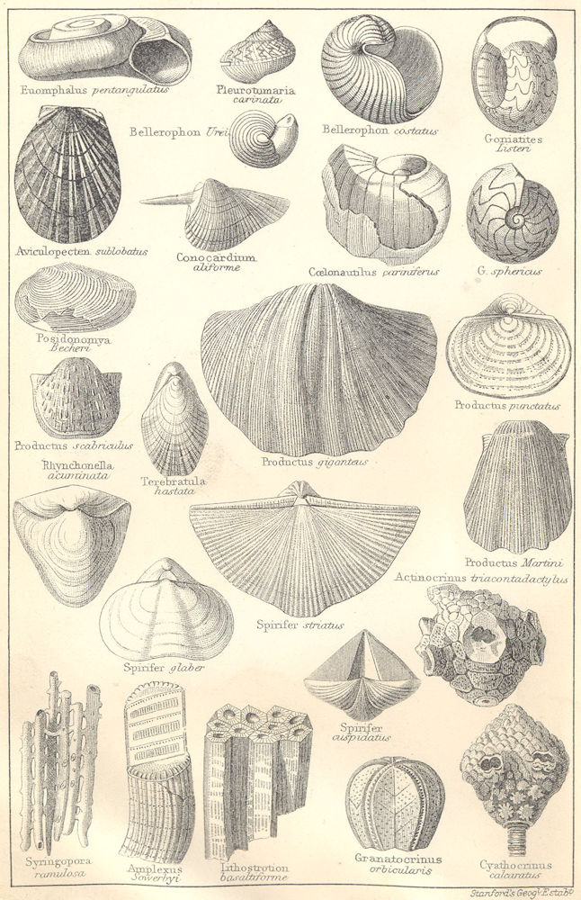 BRITISH FOSSILS. Carboniferous. Molluscs. STANFORD 1880 old antique print