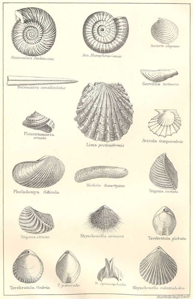 BRITISH FOSSILS.Lower Oolitic Inferior Oolite.Molluscs.Ammonites.STANFORD 1880