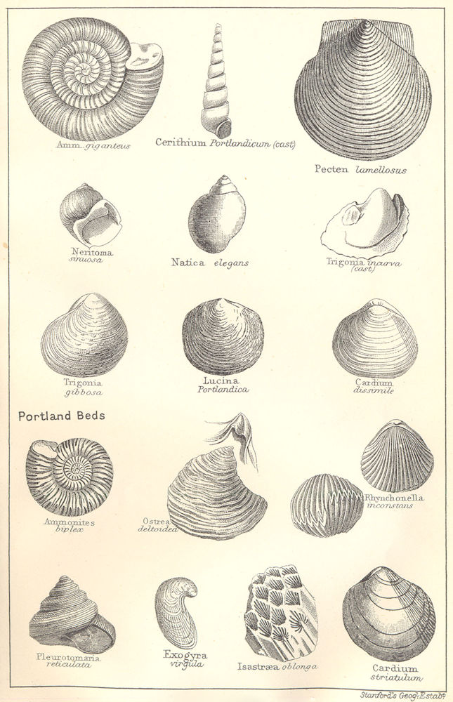 BRITISH FOSSILS.Upper Oolitic Kimeridge Clay.Molluscs.Ammonites.STANFORD 1880