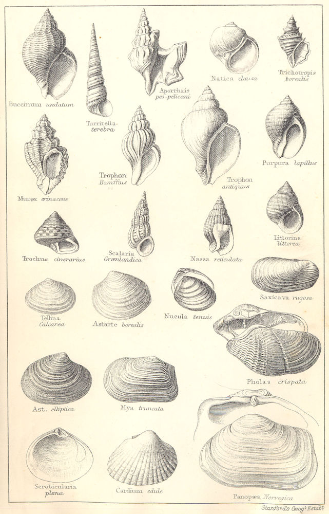 BRITISH FOSSILS. Pleistocene. Molluscs. STANFORD 1880 old antique print
