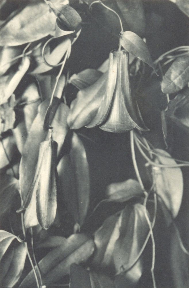 Associate Product CHILE. Copihue (Lapageria rosea) Flor sagrada Araucania. Sacred flower 1932