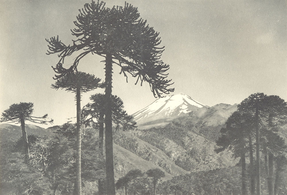 Associate Product CHILE. Volcan Lonquimai visto desde el Paso de Arenales. Volcano 1932 print