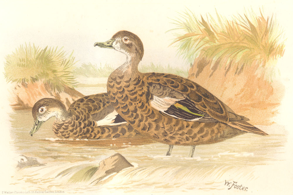 INDIAN GAME BIRDS. Andaman Teal (Mareca Gibberifions). Chromolitho. FINN 1915