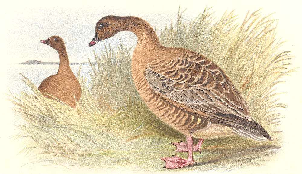 INDIAN GAME BIRDS. Pink-footed Goose (Anser Brachyrhynchus). FINN 1915 print