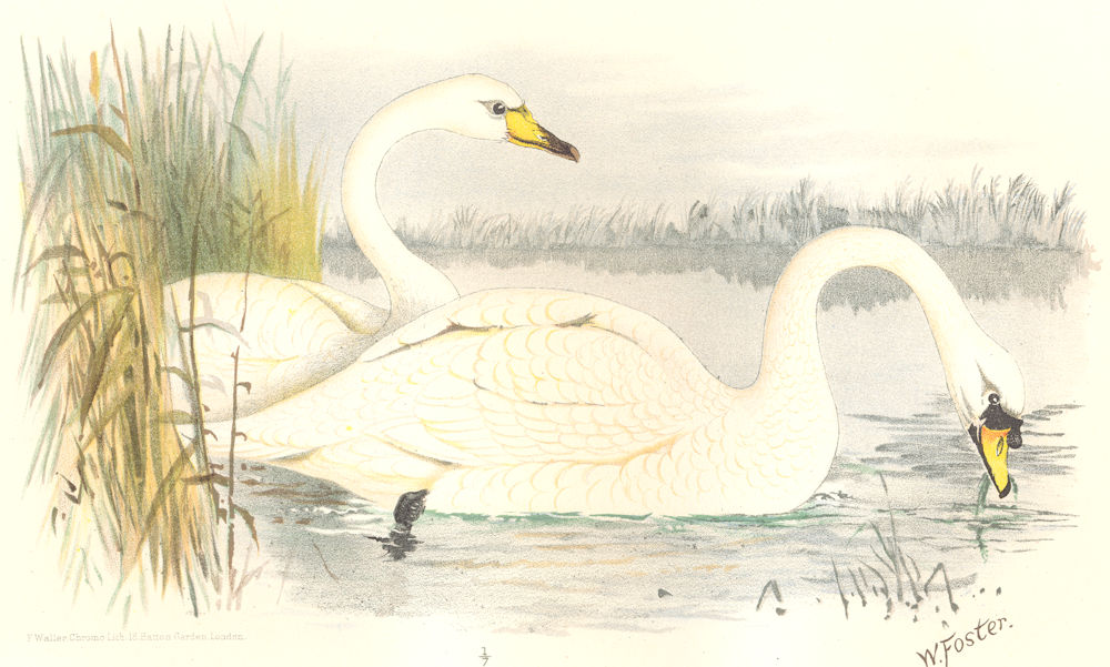 INDIAN GAME BIRDS. Mute Swan (Cygnus Ferus, Cygnus Olor). Chromolitho. FINN 1915