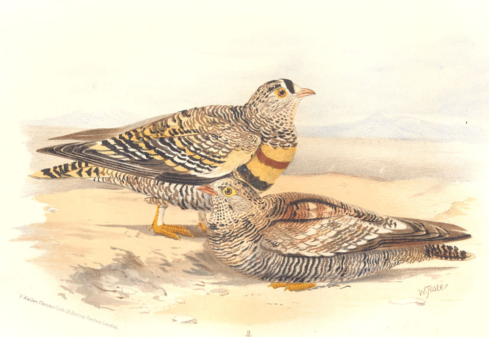 Associate Product INDIAN GAME BIRDS. Close-Barred Sand-Grouse (Pterocles Lichtensteini). FINN 1915