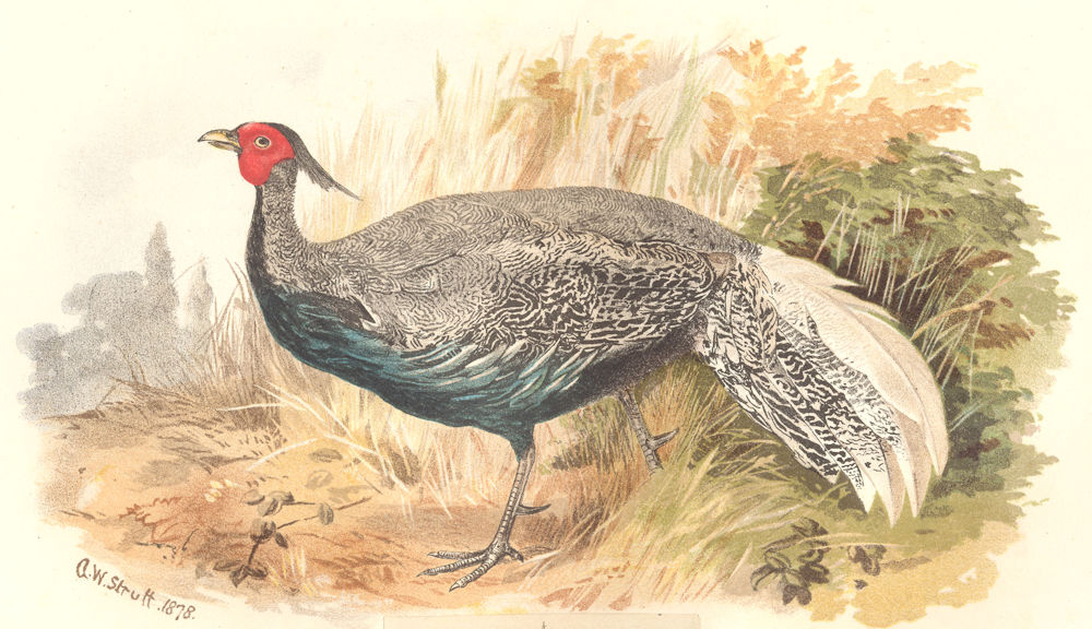 Associate Product INDIAN GAME BIRDS. Crawford's Silver Pheasant (Euplocamus Andersoni). FINN 1915
