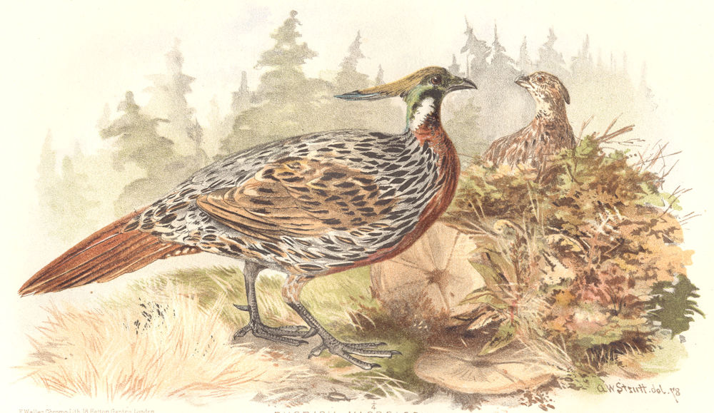 Associate Product INDIAN GAME BIRDS. Koklass Pheasant (Pucrasia Macrolopha). FINN 1915 old print