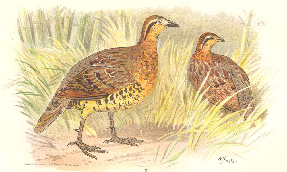 Associate Product INDIAN GAME BIRDS. Bamboo Partridge (Bambisicola Fytchii). FINN 1915 old print