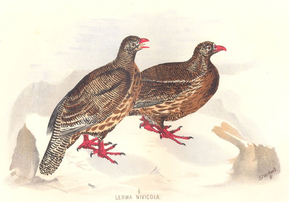 INDIAN GAME BIRDS. Snow-Partridge (Lerwa Nivicola). Chromolithograph. FINN 1915