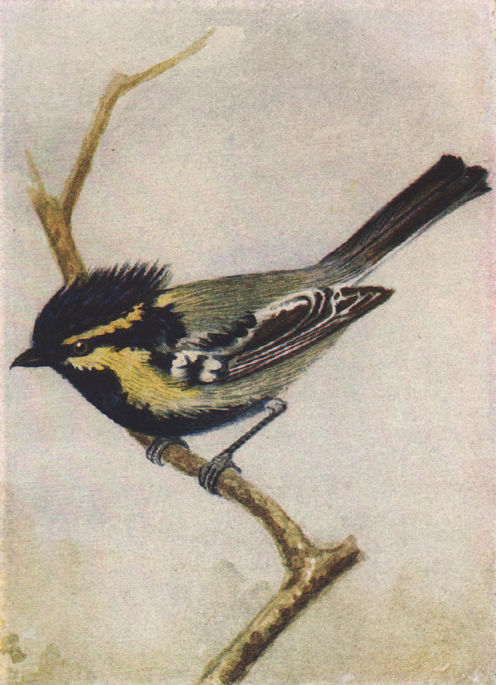 INDIAN BIRDS. The Yellow-cheeked Tit 1943 old vintage print picture