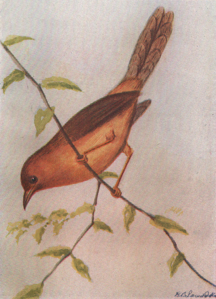 Associate Product INDIAN BIRDS. The Rufous-bellied Babbler 1943 old vintage print picture