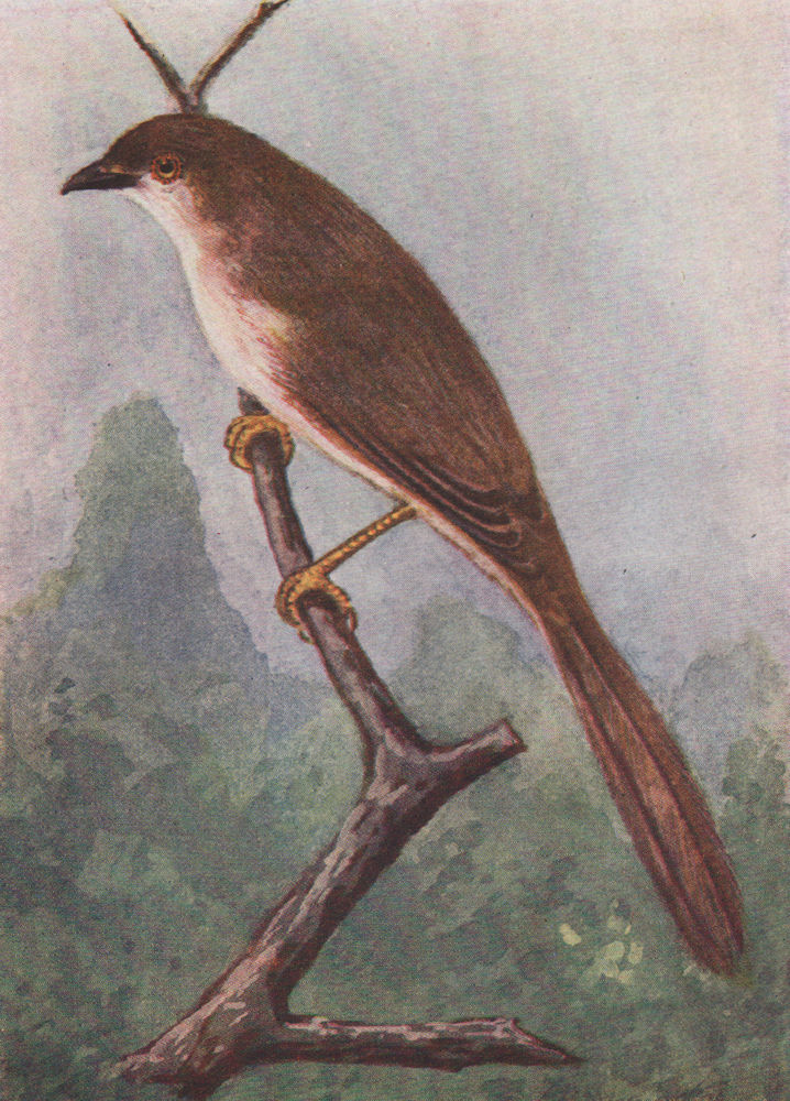 Associate Product INDIAN BIRDS. The Yellow-eyed Babbler 1943 old vintage print picture