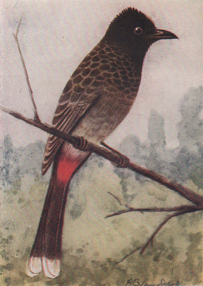 INDIAN BIRDS. The Red-vented Bulbul 1943 old vintage print picture