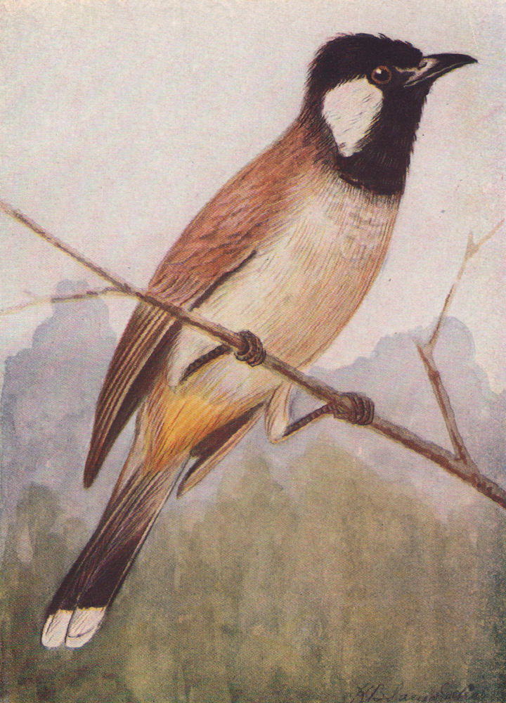 INDIAN BIRDS. The White-cheeked Bulbul 1943 old vintage print picture