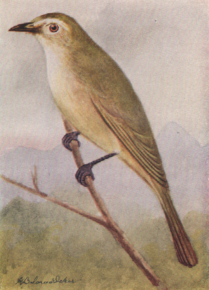 INDIAN BIRDS. The White-browed Bulbul 1943 old vintage print picture