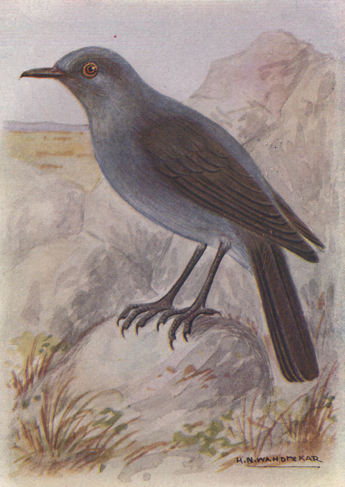 Associate Product INDIAN BIRDS. The Blue Rock-Thrush 1943 old vintage print picture