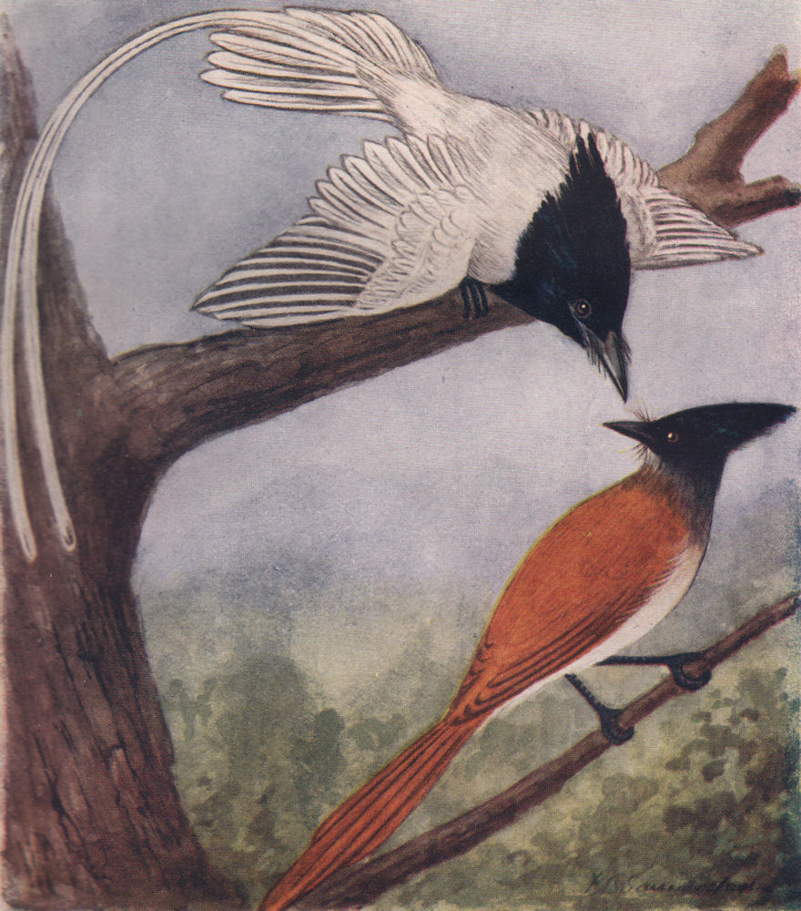 Associate Product INDIAN BIRDS. The Paradise Flycatcher 1943 old vintage print picture