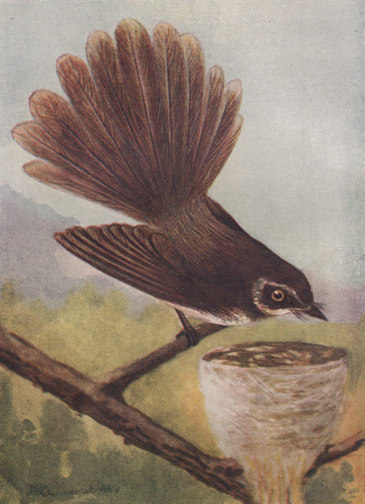 INDIAN BIRDS. The White-spotted Fantail Flycatcher 1943 old vintage print