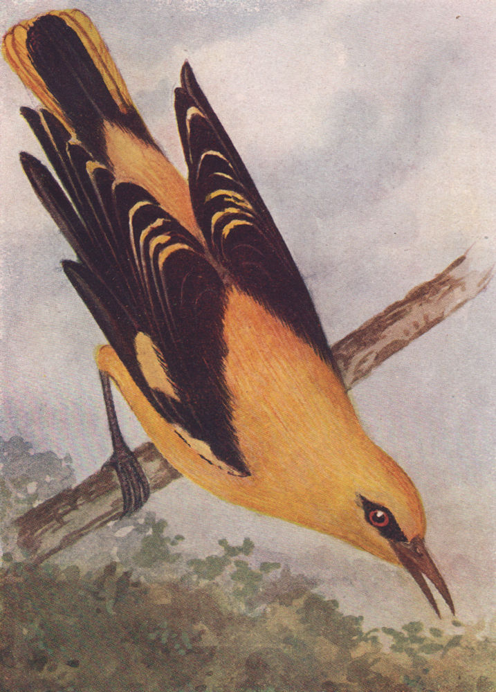 INDIAN BIRDS. The Golden Oriole 1943 vintage print picture
