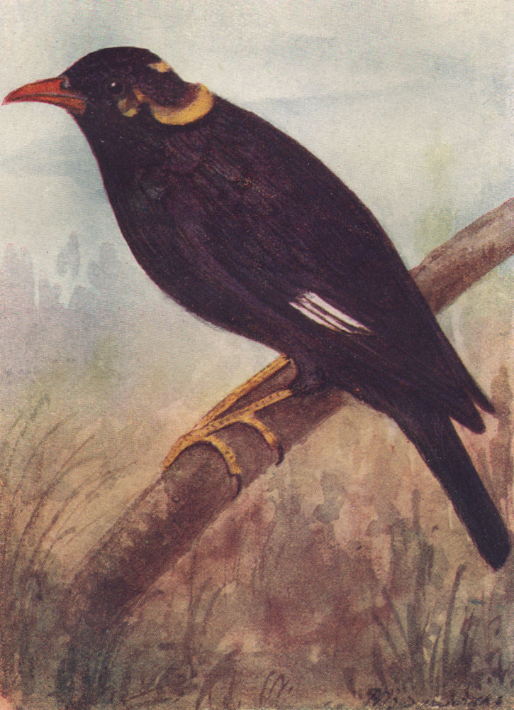 INDIAN BIRDS. The Grackle or Hill-Myna 1943 old vintage print picture
