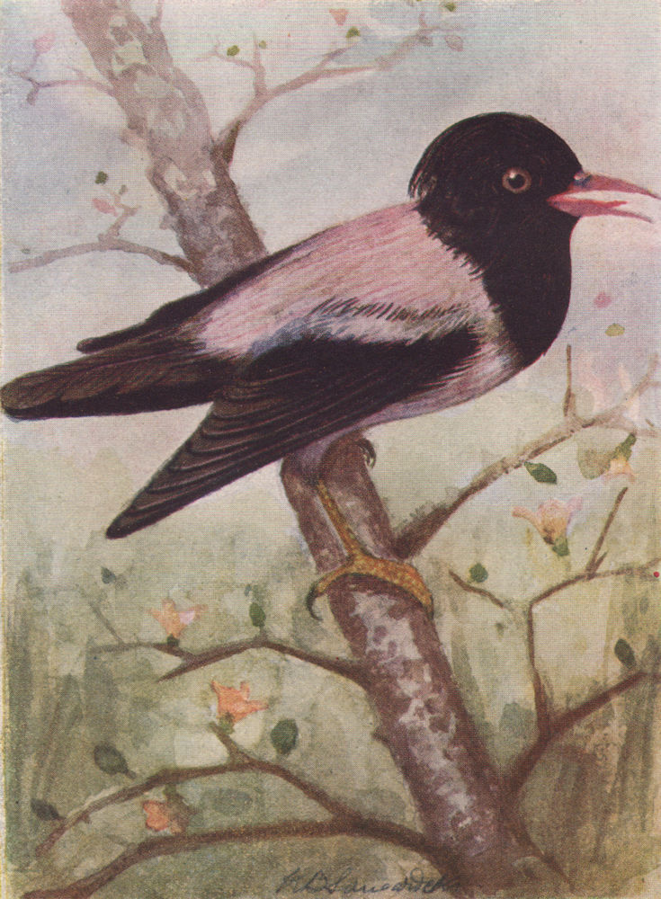INDIAN BIRDS. The Rosy pastor or Rose-coloured Starling 1943 old vintage print