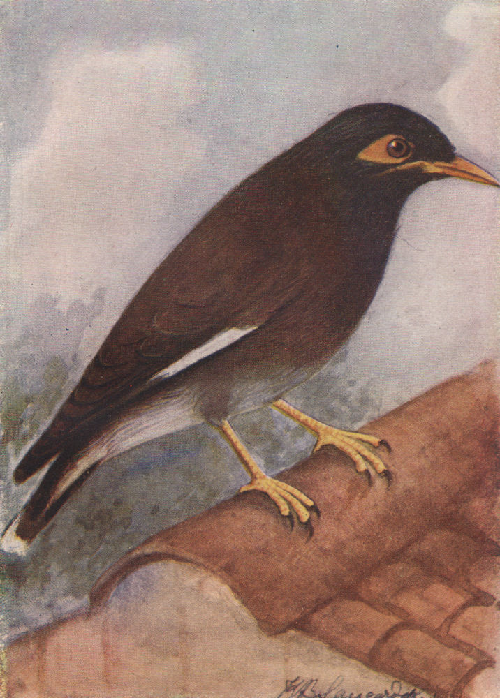 INDIAN BIRDS. The Common Myna 1943 old vintage print picture