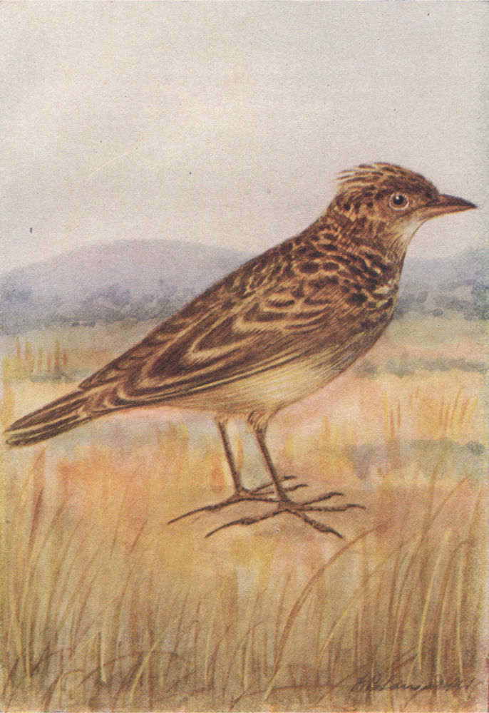 INDIAN BIRDS. The small Skylark 1943 old vintage print picture