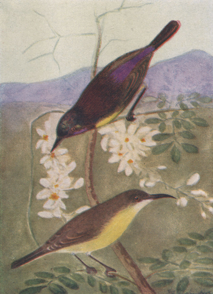 INDIAN BIRDS. The Purple-rumped Sunbird 1943 old vintage print picture