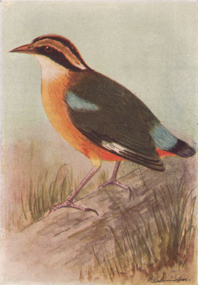 INDIAN BIRDS. The Indian Pitta 1943 old vintage print picture