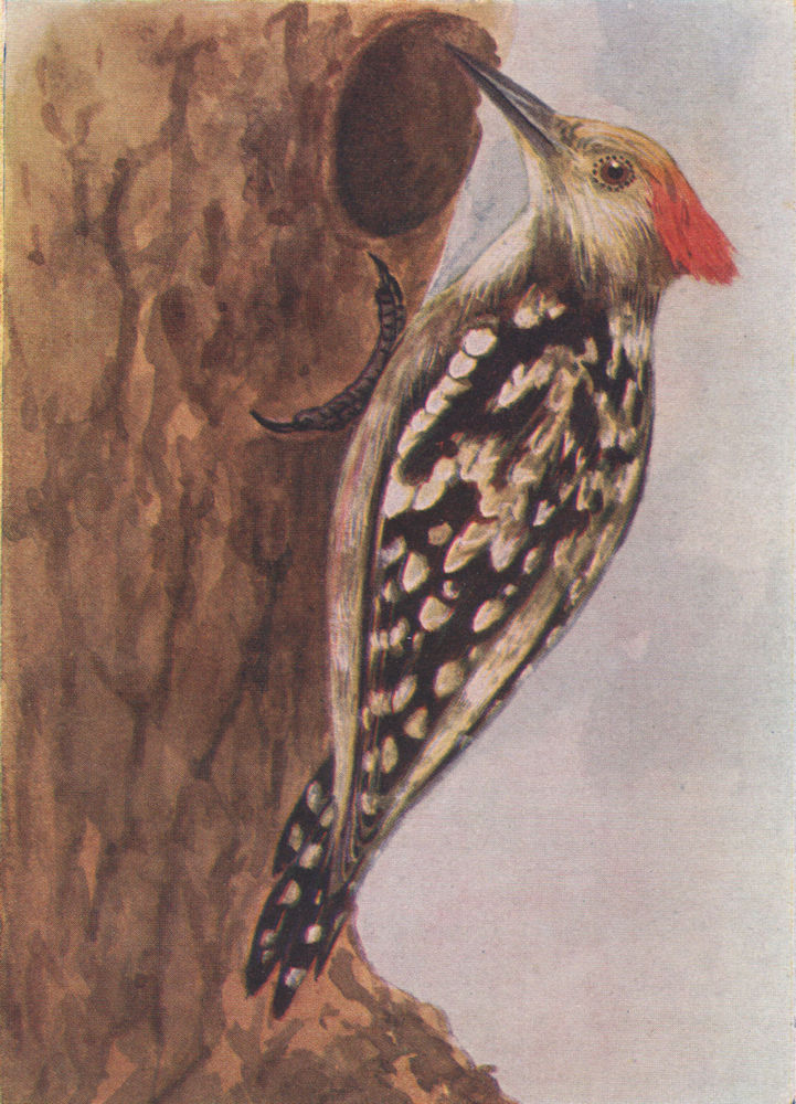 Associate Product INDIAN BIRDS. The Yellow-fronted pied or Mahratta Woodpecker 1943 old print