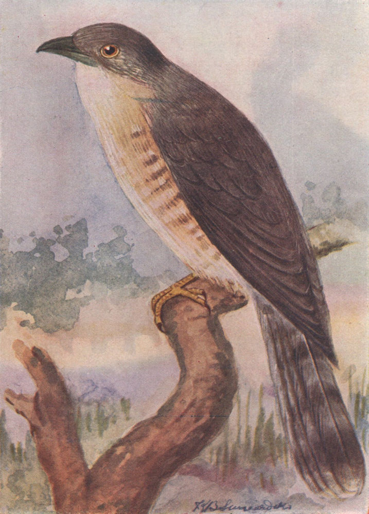 INDIAN BIRDS. The Common Hawk-Cuckoo or Brain-Fever Bird 1943 old print
