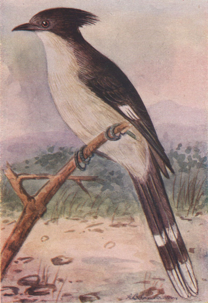 Associate Product INDIAN BIRDS. The Pied Creasted Cuckoo 1943 old vintage print picture