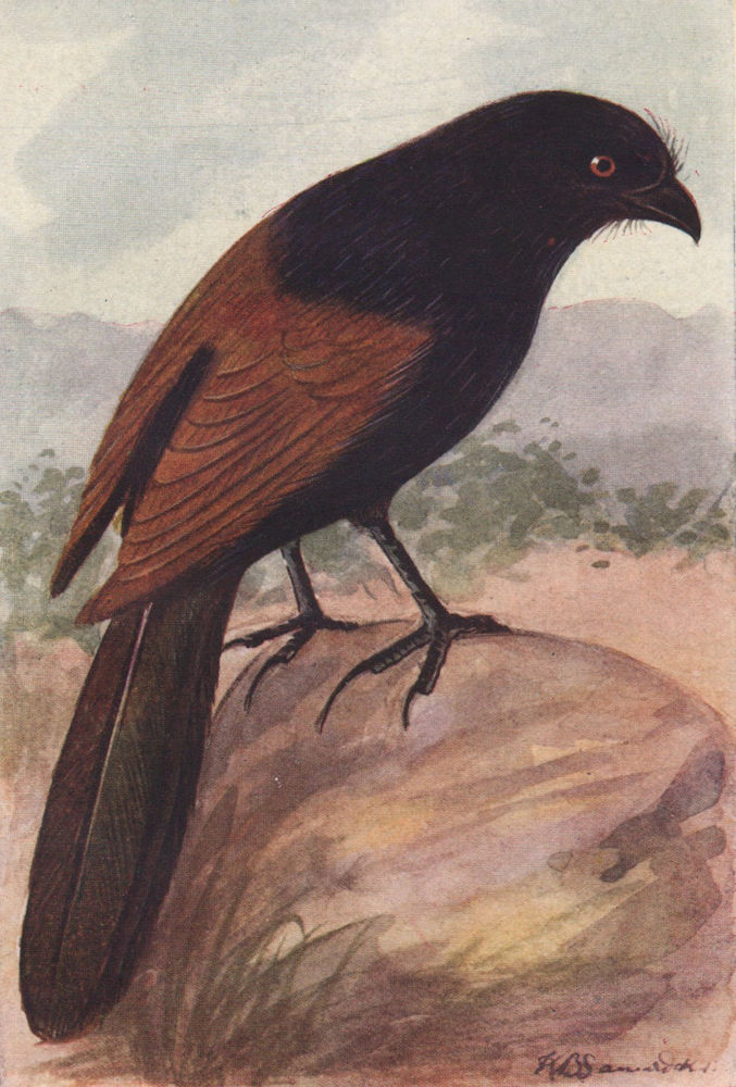 INDIAN BIRDS. The Crow-Pheasant or Coucal 1943 old vintage print picture