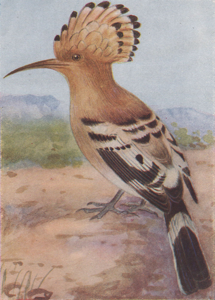 INDIAN BIRDS. The Hoopoe 1943 old vintage print picture