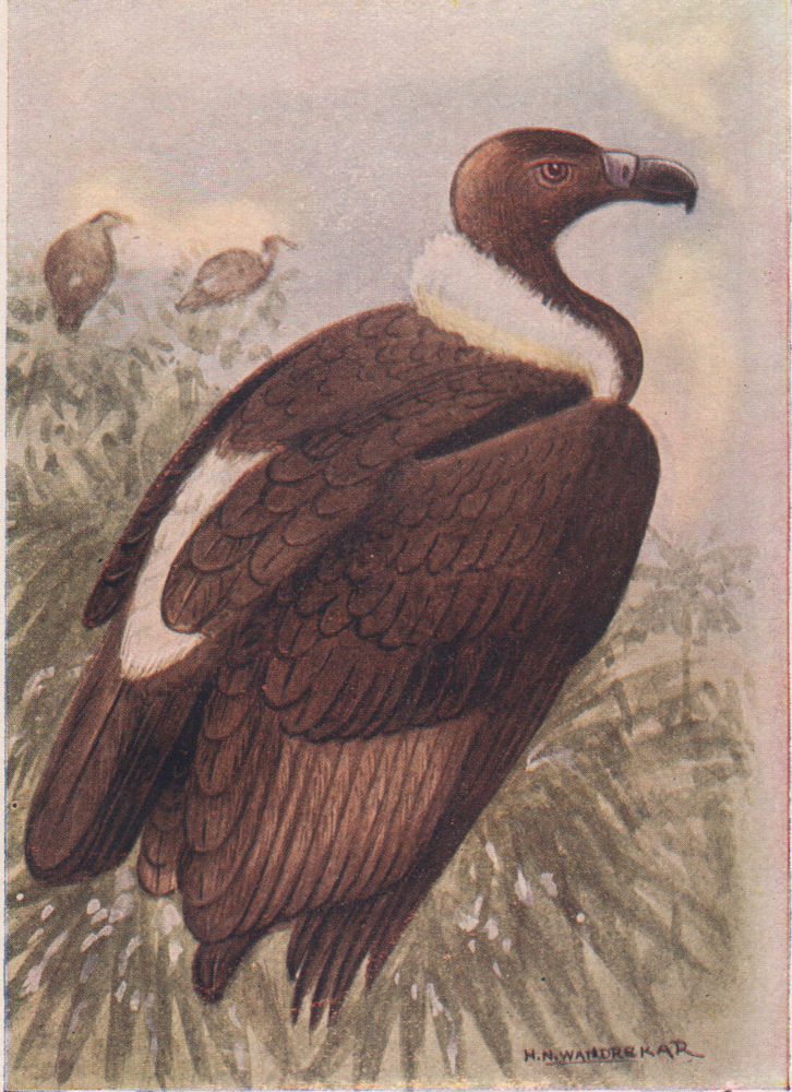 Associate Product INDIAN BIRDS. The White-backed or Bengal Vulture 1943 old vintage print